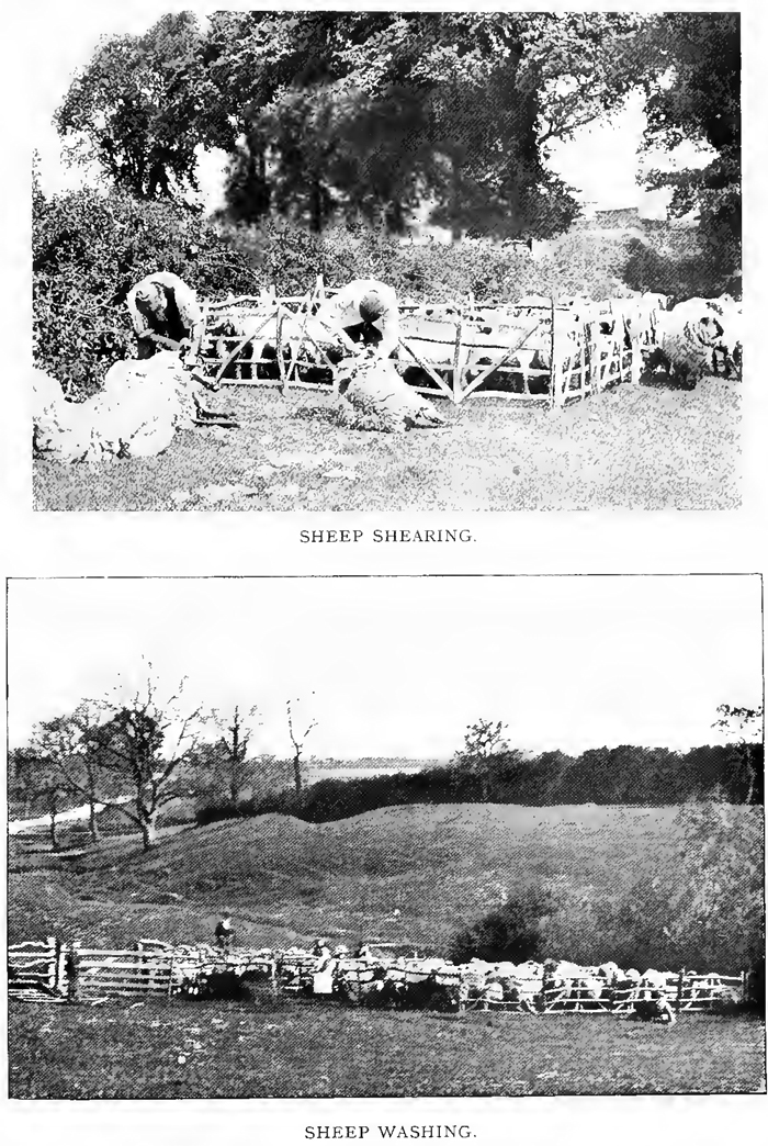 Sheep shearing and washing