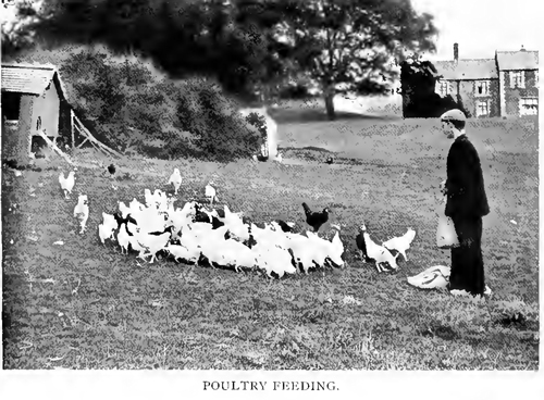 Poultry Feeding